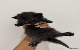 Munchkin cats for sale: beautiful short legged munchkins - Advert 3