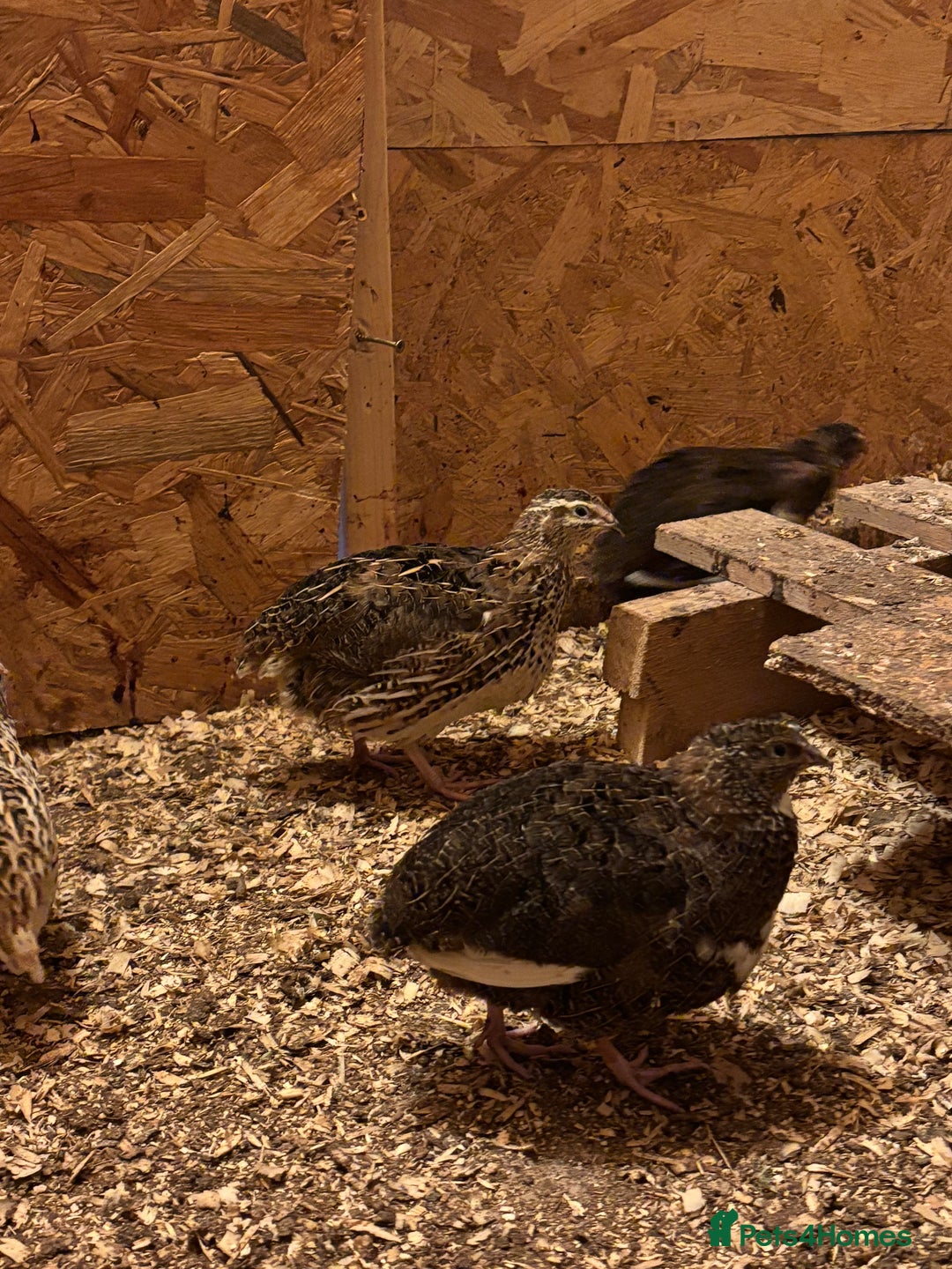 Quail poultry for sale: Quail for sale  - Advert 5