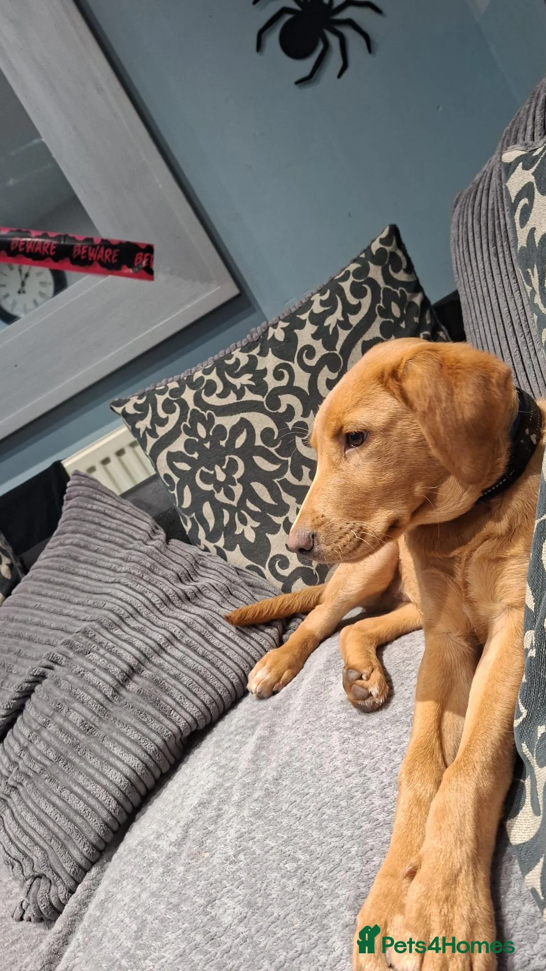 Labrador Retriever dogs for sale: Sad sale - Advert 1