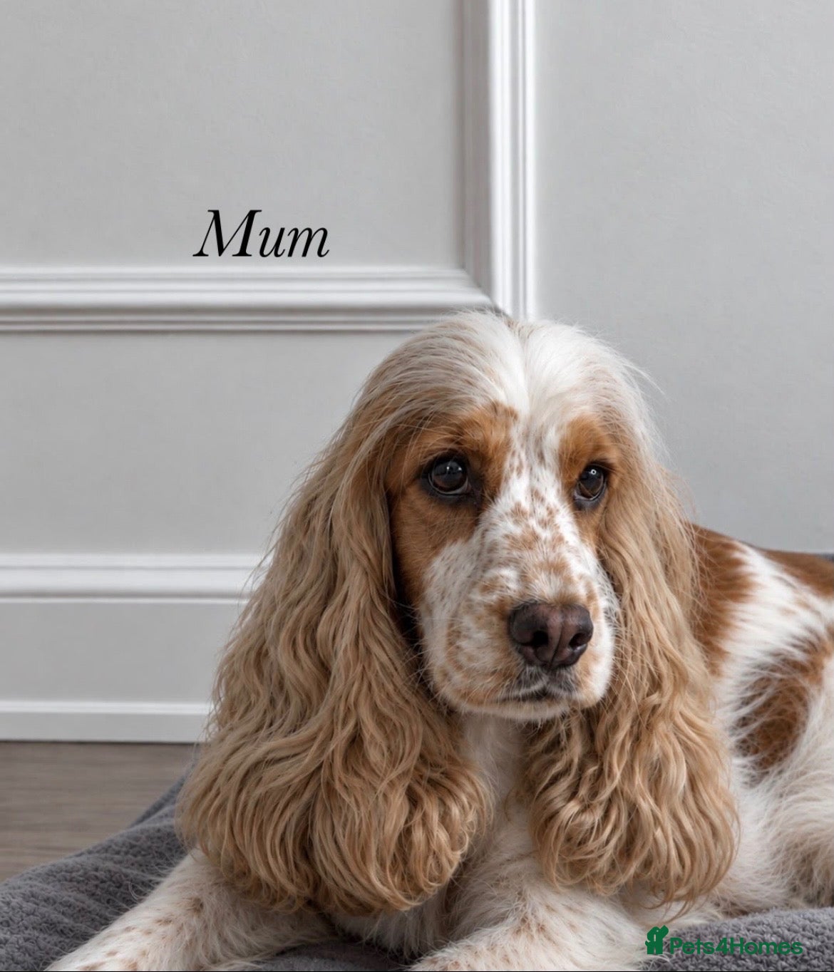 Cocker Spaniel dogs 🐾READY 30/09 KC Show Cocker Spaniels available 🐾 - Advert 2