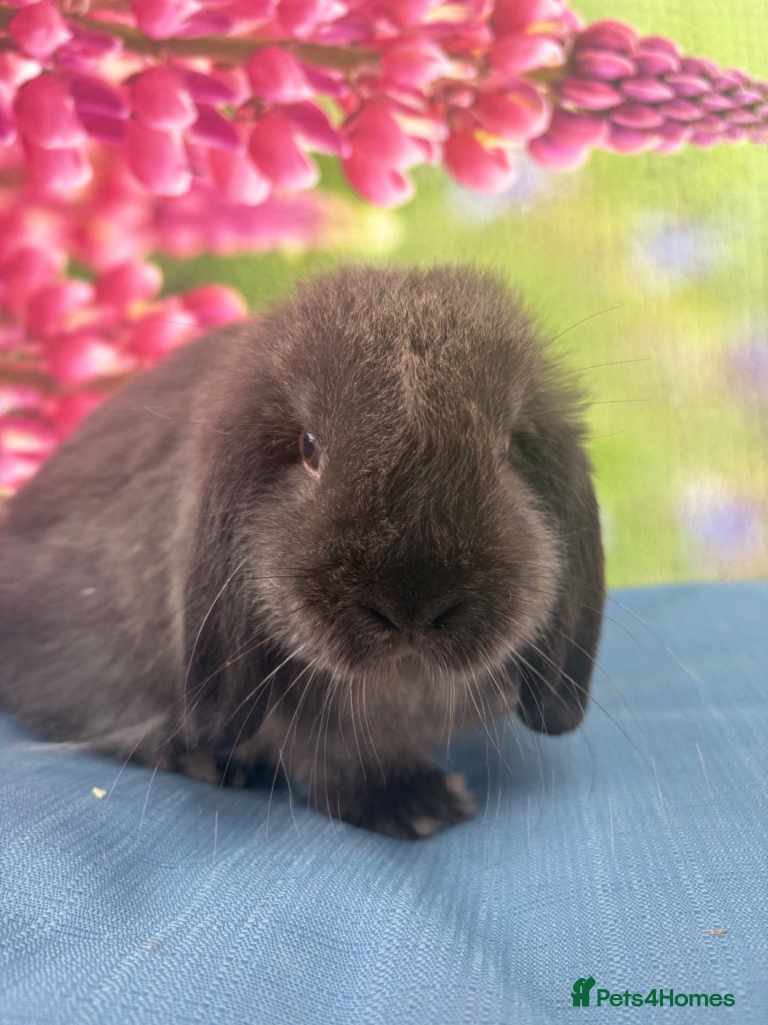 Mini Lop rabbits for sale: Mini lops - Advert 5