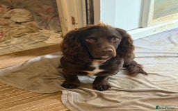 Cocker Spaniel dogs for sale: Cocker spaniel  - Image 2