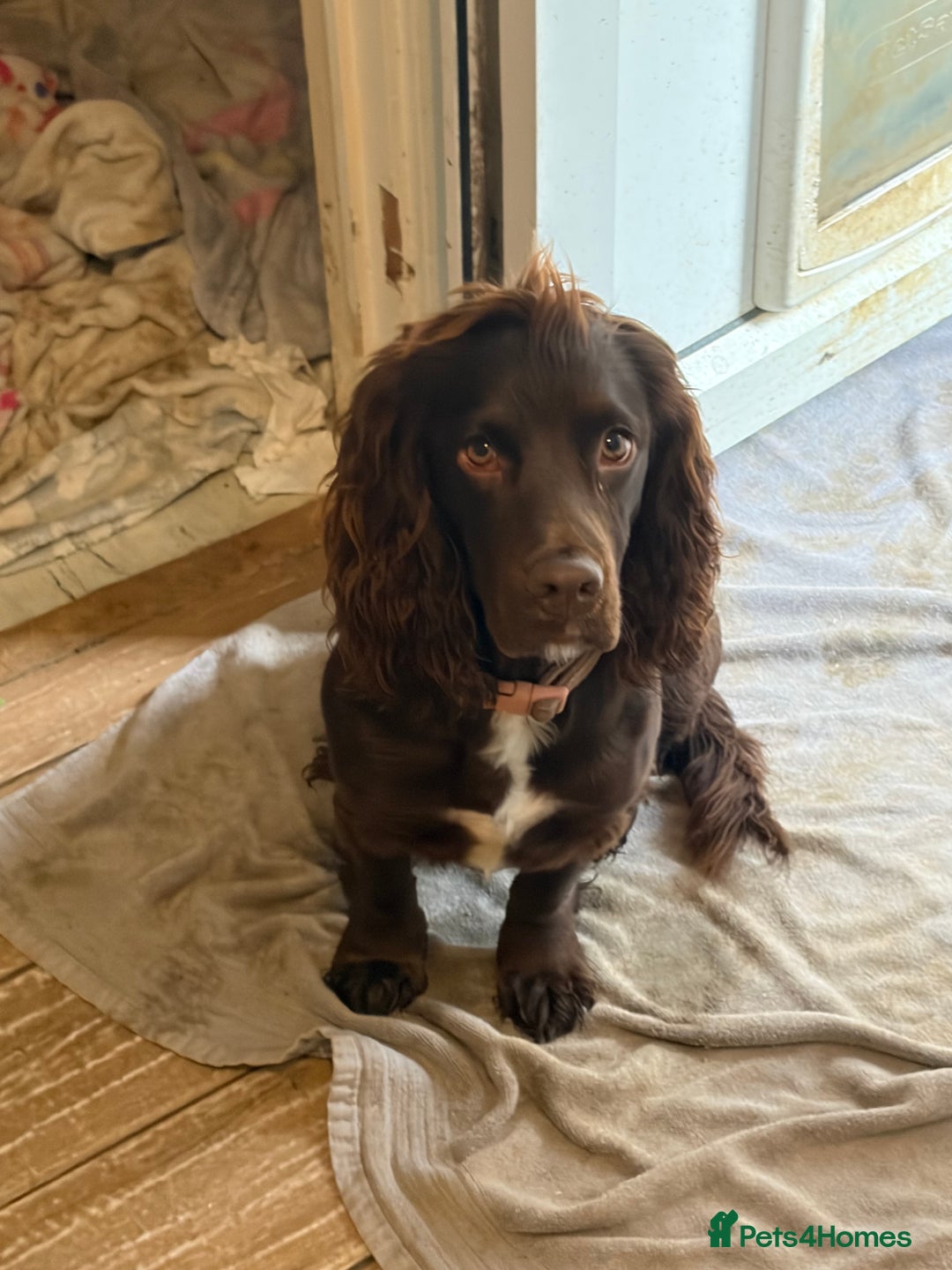 Cocker Spaniel dogs for sale: Cocker spaniel  - Image 2