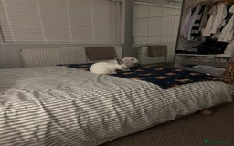 Mini Lop rabbits for sale: Biscuit & Blossom  - Image 7