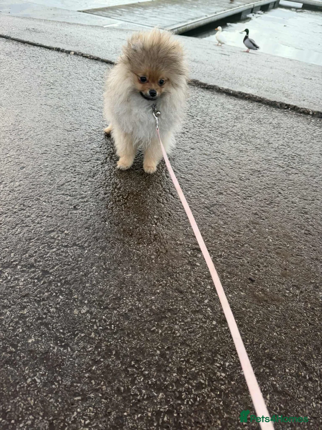 Pomeranian dogs for sale: Russian bloodline pomeranian Kc registered  - Advert 34