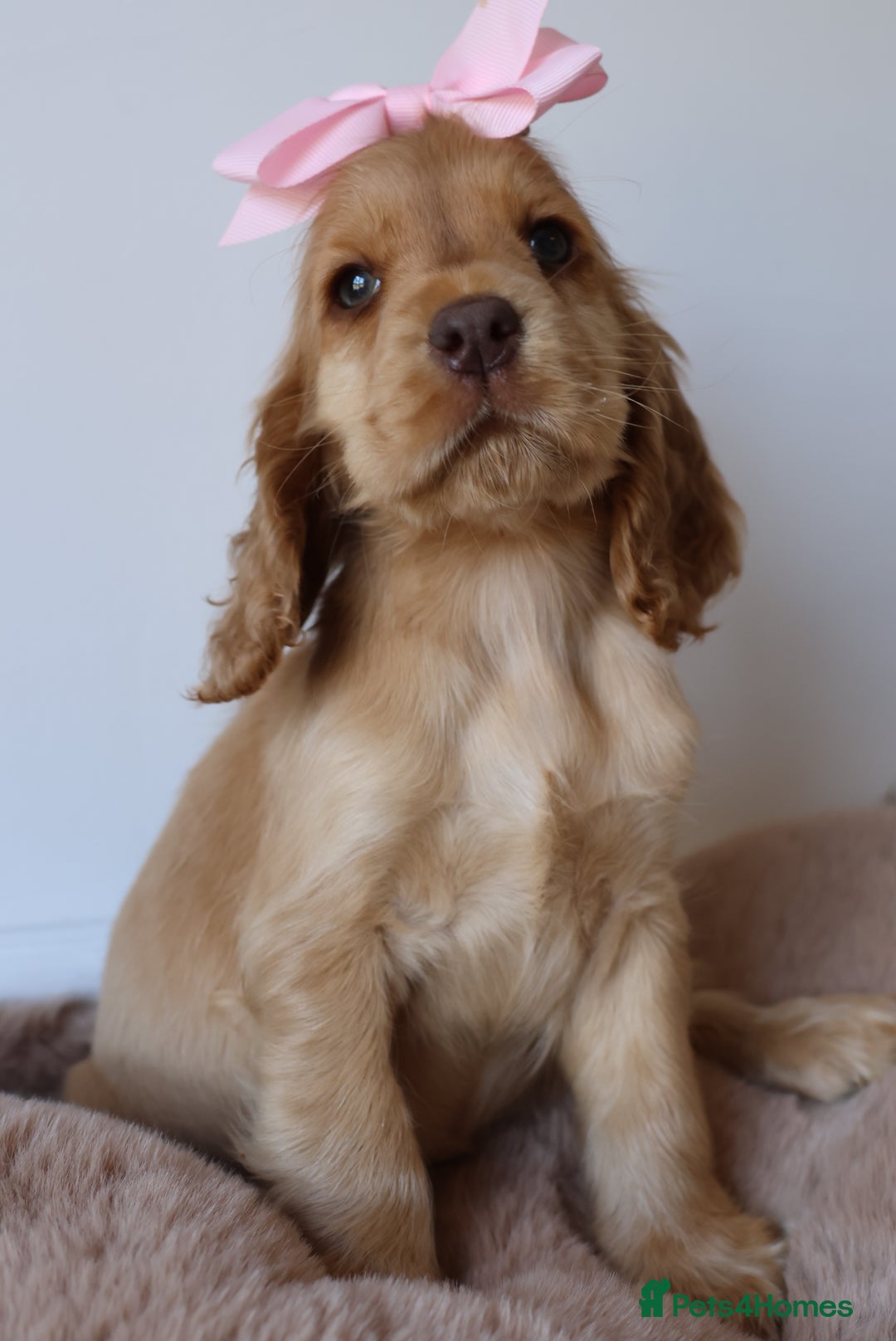 Cocker Spaniel dogs for sale: Stunning SHOW cockers READY TO LEAVE  - Image 19