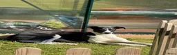 Mixed Breed dogs for stud: Stud dog in Stoke-on-Trent - Advert 3