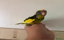 Parakeets birds for sale: Hand reared Kakariki  - Image 9