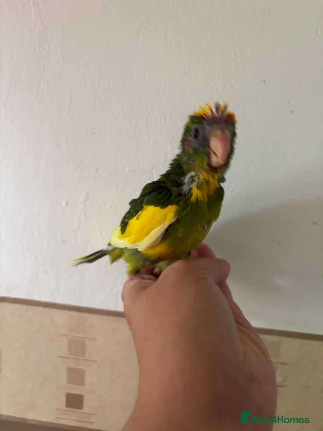 Parakeets birds for sale: Hand reared Kakariki  - Image 9