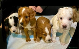 Cocker Spaniel dogs for sale: Cocker Spaniel Puppies  - Advert 4