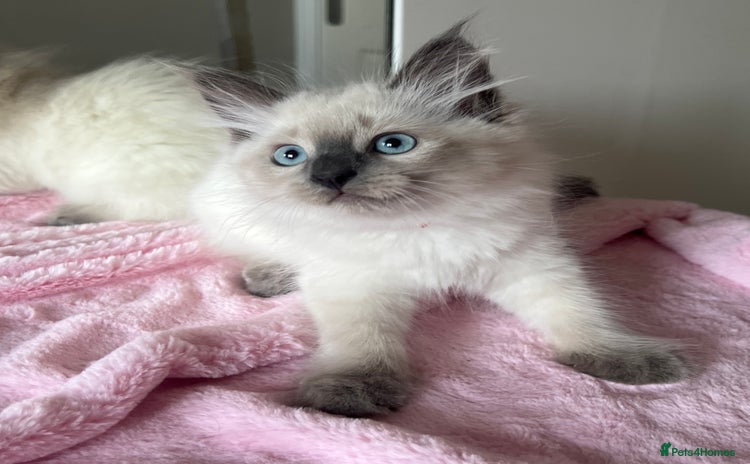 Siberian cats - Advert 1