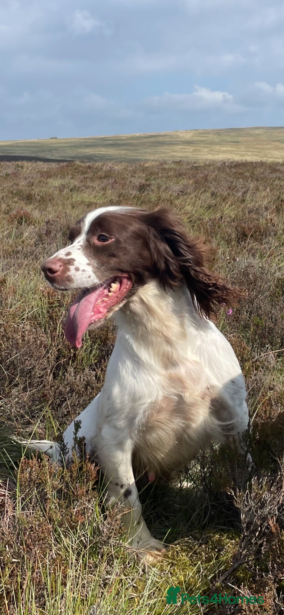 English Springer Spaniel dogs IrFtch sired springer spaniel puppies  - Advert 1