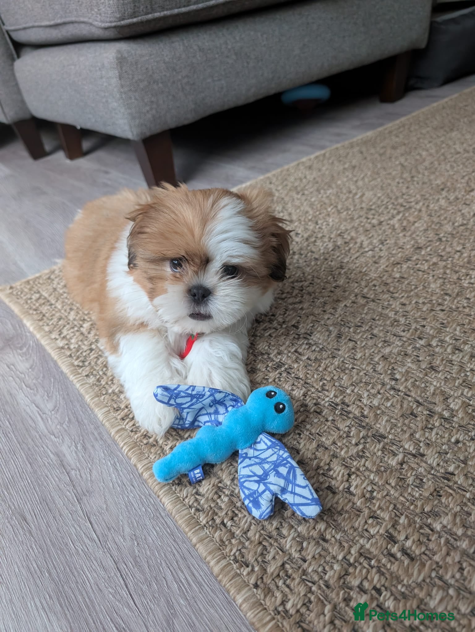 Shih Tzu dogs 🐾 Special boy looking for a special lap - Advert 2