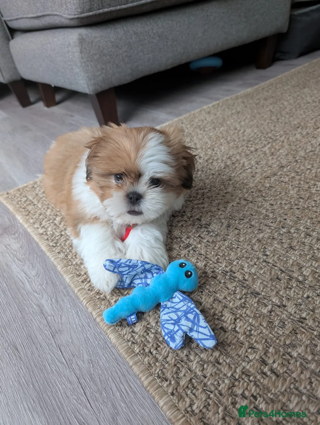 Shih Tzu dogs for sale: 🐾 Special boy looking for a special lap in Welling - Advert 1