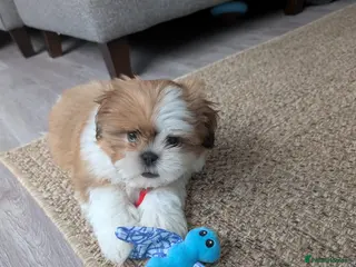 Shih Tzu dogs 🐾 Special boy looking for a special lap - Advert 3