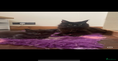 Maine Coon cats - Advert 1