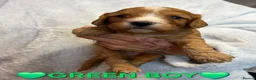 Cockapoo dogs for sale: 🌟F1 miniature health tested cockapoos🌟 - Advert 11