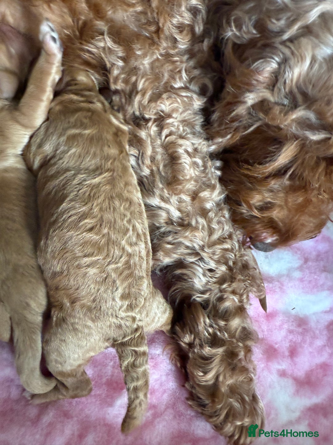 Cockapoo dogs for sale: Beautiful cockapoo puppies  - Image 14