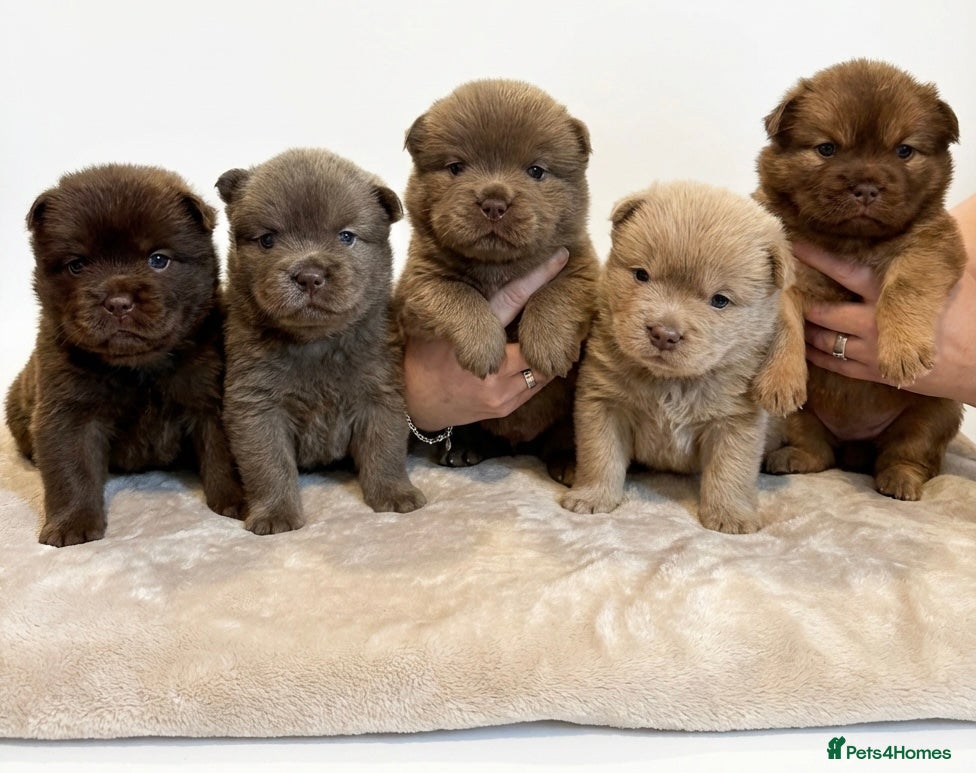 Mixed Breed dogs 5 Beautiful Frow Frow puppies  - Advert 1