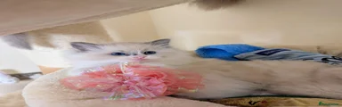 Pink Collar Female Kitten 