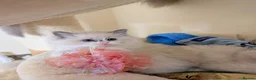 Ragdoll cats for sale: 🏆Tica Registered kittens from EU champion lines🏅 - Advert 7