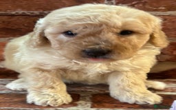Cockapoo dogs for sale: Cockapoo Puppies – Well Socialised and beautiful  - Advert 14
