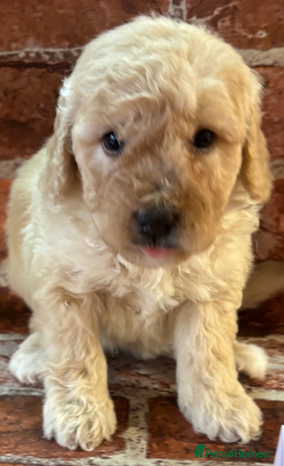 Cockapoo dogs for sale: Cockapoo Puppies – Well Socialised and beautiful  - Advert 14