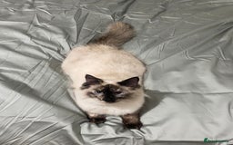 Ragdoll cats for sale: Adorable 2 male kittens, Ragdoll dad, mum Siamese - Image 23
