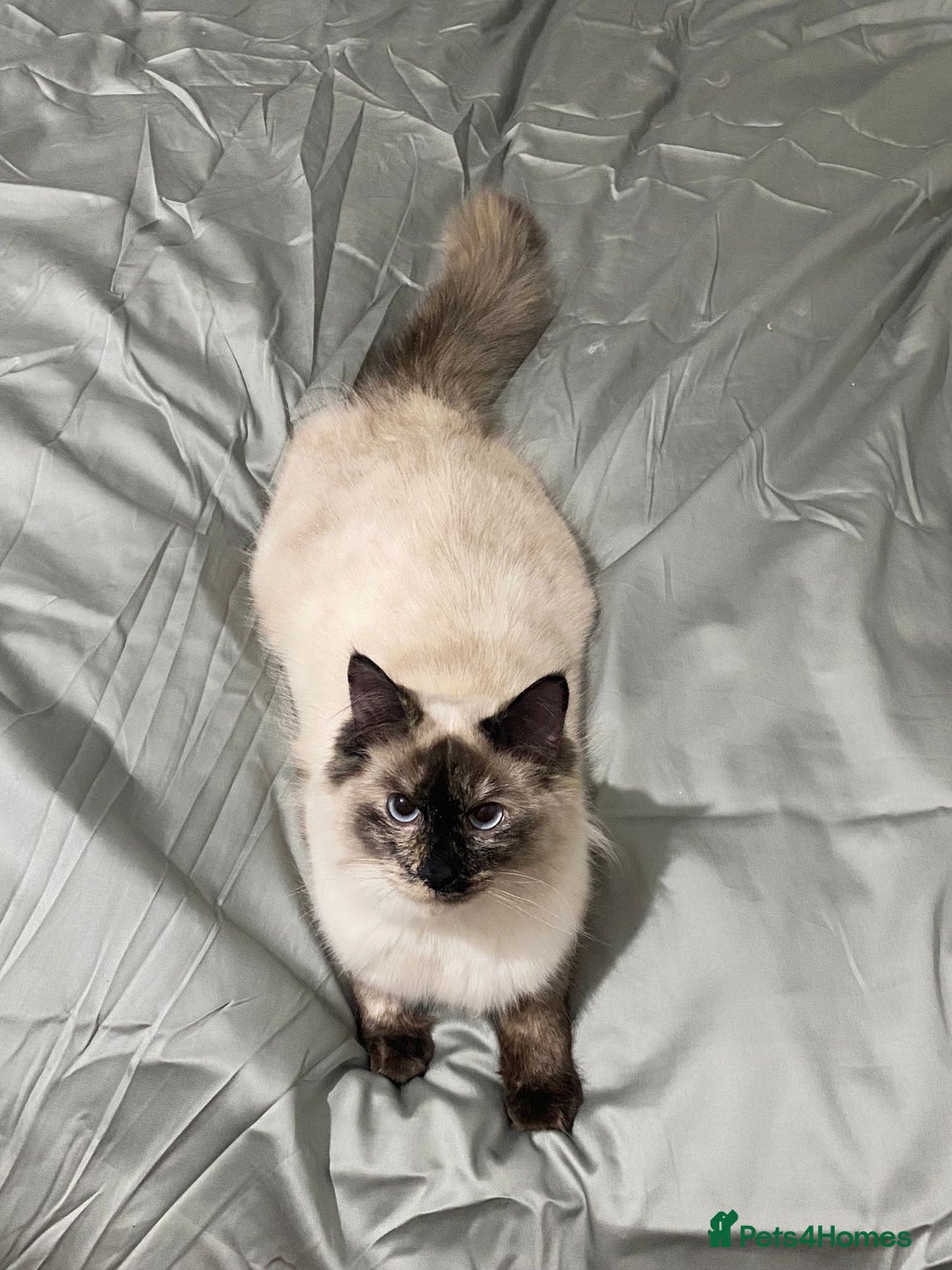 Ragdoll cats for sale: Adorable 2 male kittens, Ragdoll dad, mum Siamese - Image 23