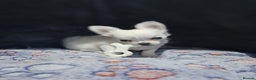 Chihuahua dogs for sale: Beautiful White long haired Chihuahua - Advert 6