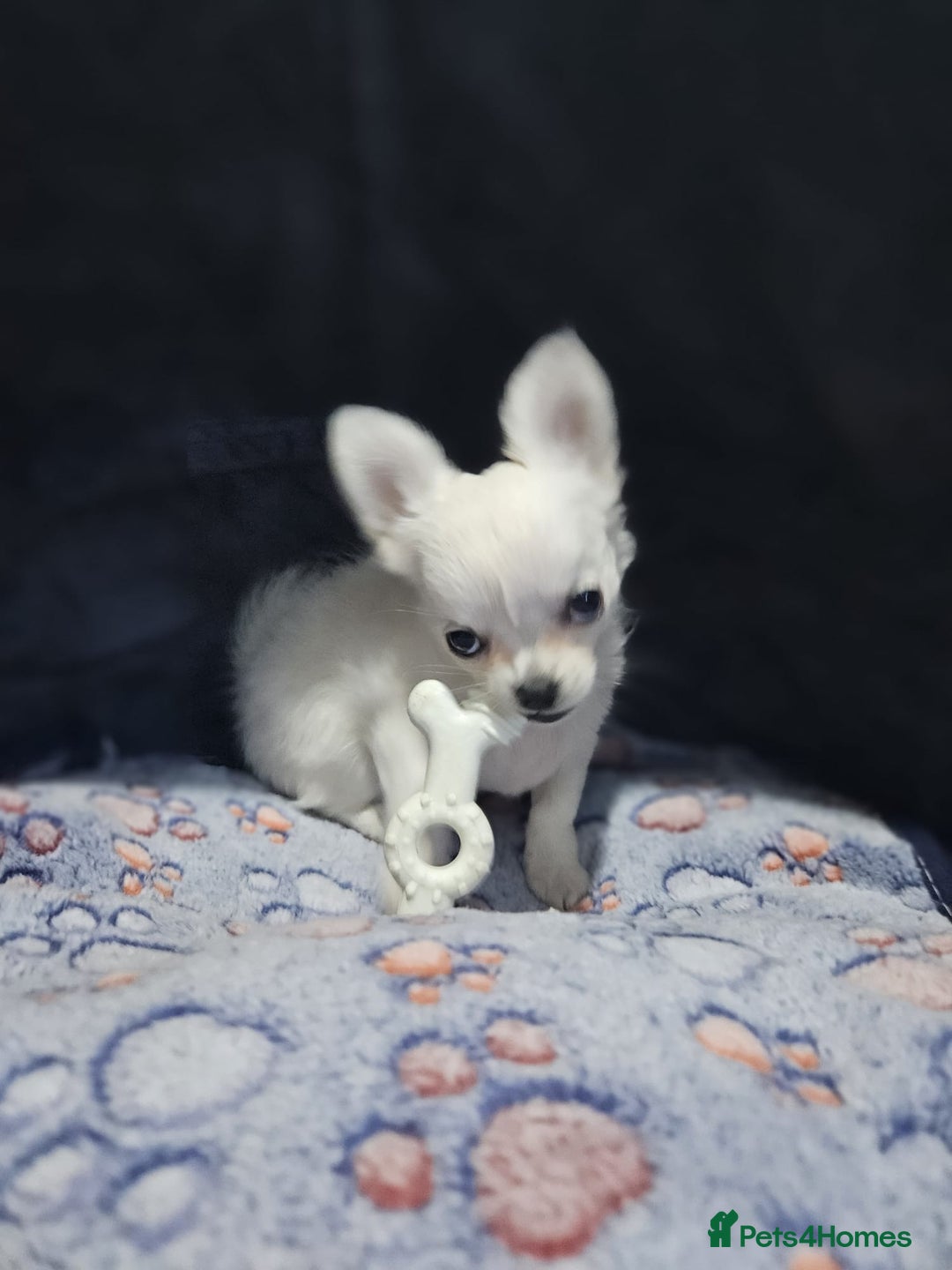Chihuahua dogs for sale: Beautiful White long haired Chihuahua - Advert 6