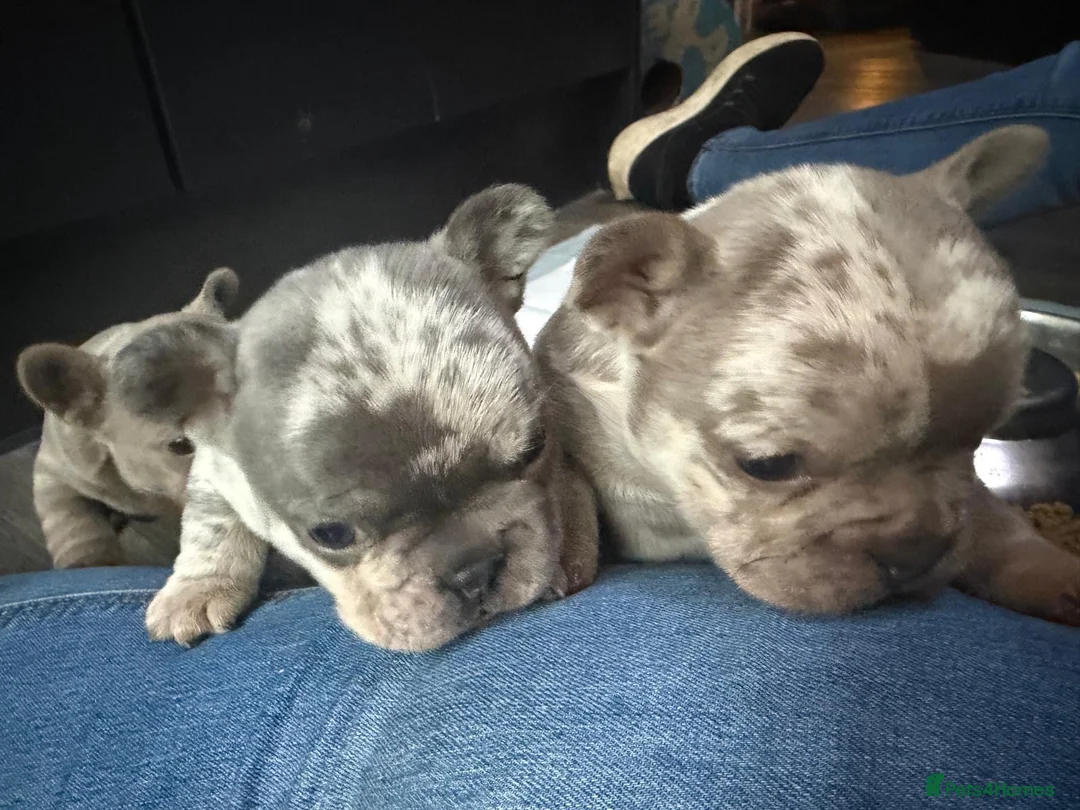 French Bulldog dogs for sale: KC registered female French bulldog pups available - Advert 1