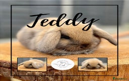 Mini Lop rabbits for sale: Mini lop bunnies looking for forever homes - Image 9