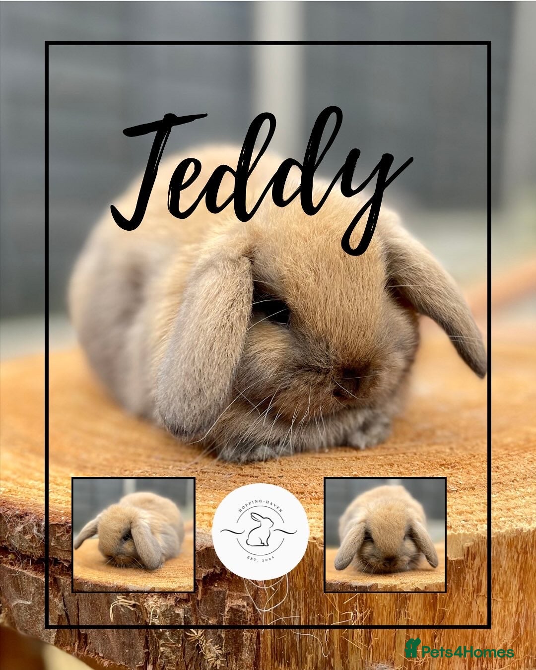 Mini Lop rabbits for sale: Mini lop bunnies looking for forever homes - Image 9