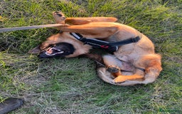 German Shepherd dogs for sale: Beautiful 1 Year Old German Shepherd For Sale - Image 3