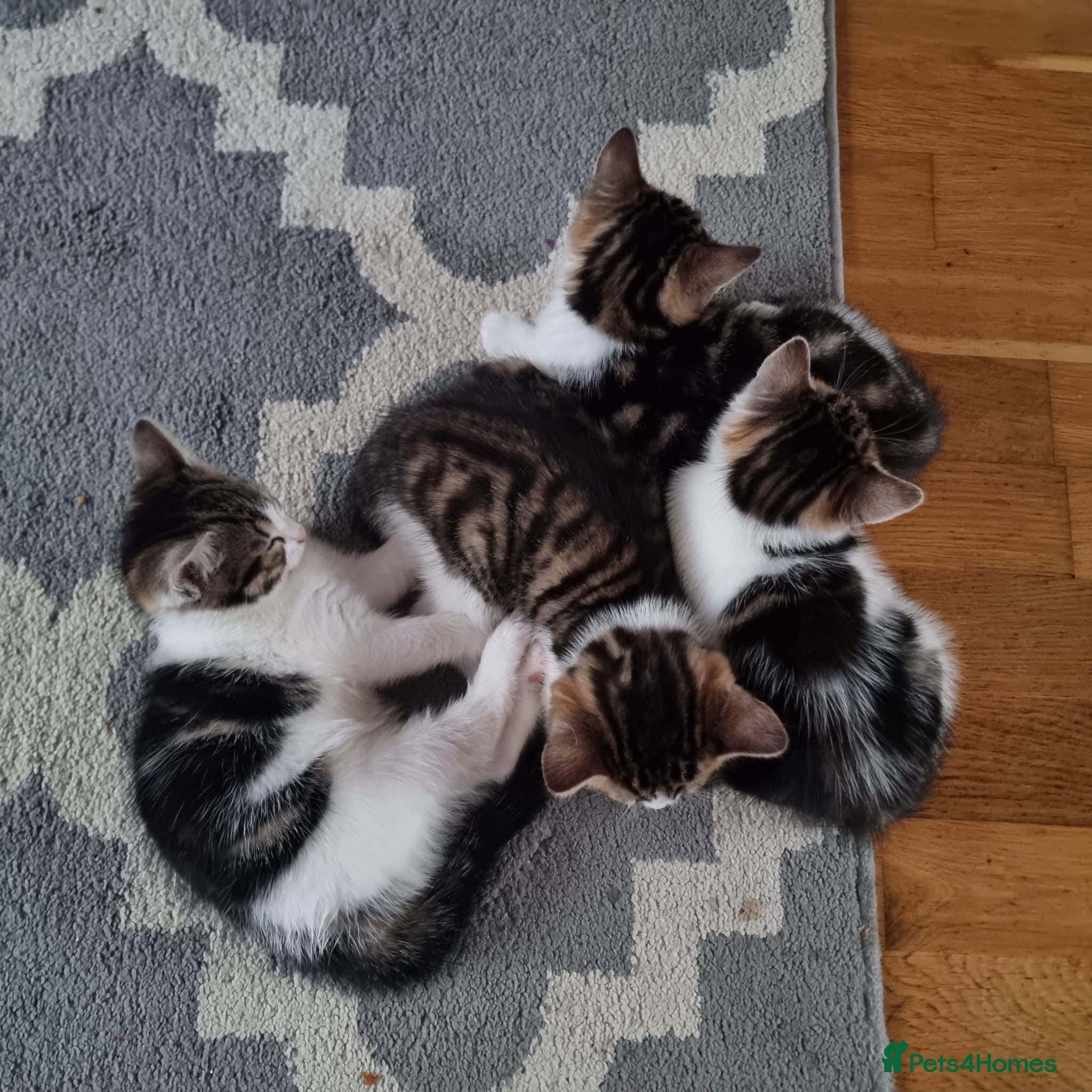 Mixed Breed cats 4 Cute Kittens For Sale !!!! - Advert 1