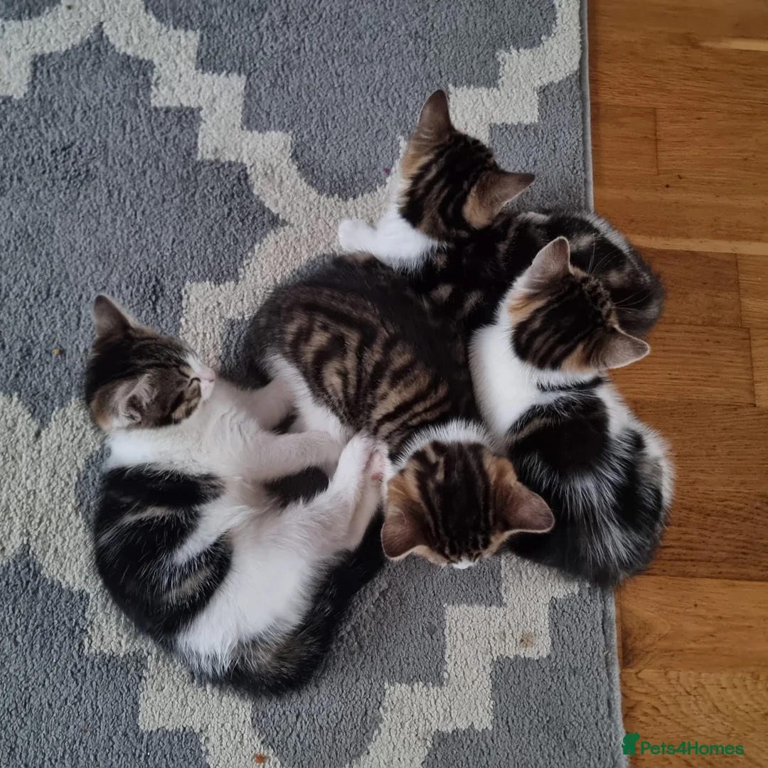 Mixed Breed cats for sale: 4 Cute Kittens For Sale !!!! - Advert 1