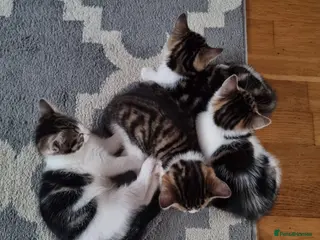 Mixed Breed cats 4 Cute Kittens For Sale !!!! - Advert 1