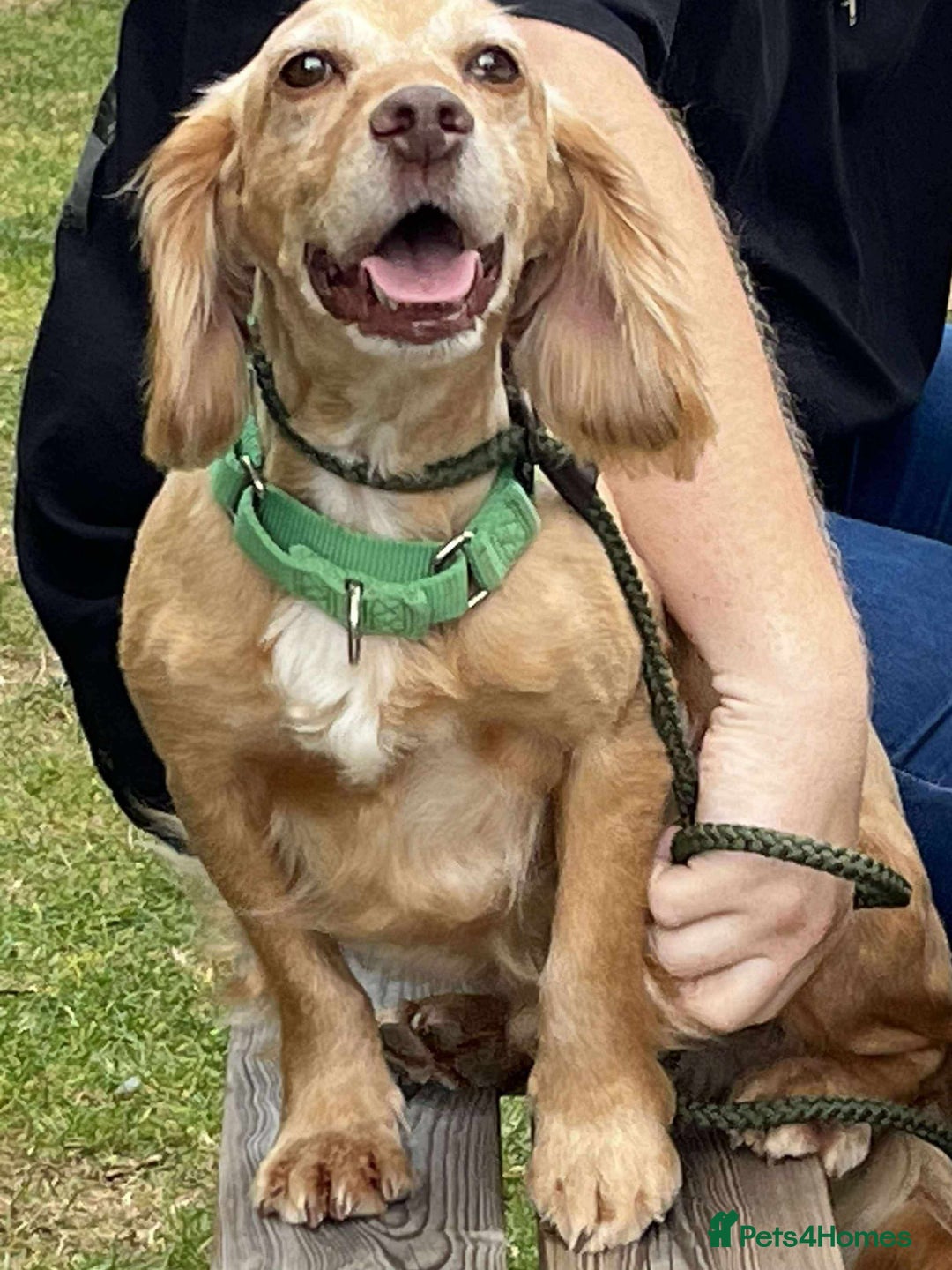 Cocker Spaniel dogs for adoption: Bob needs a loving home  - Advert 10