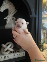 Pomchi dogs Last litter of pomchi’s - Advert 2