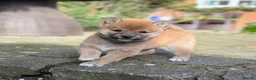 Japanese Shiba Inu dogs for sale: KC Reg - Multi Generational Shiba Inu Puppies - Advert 2
