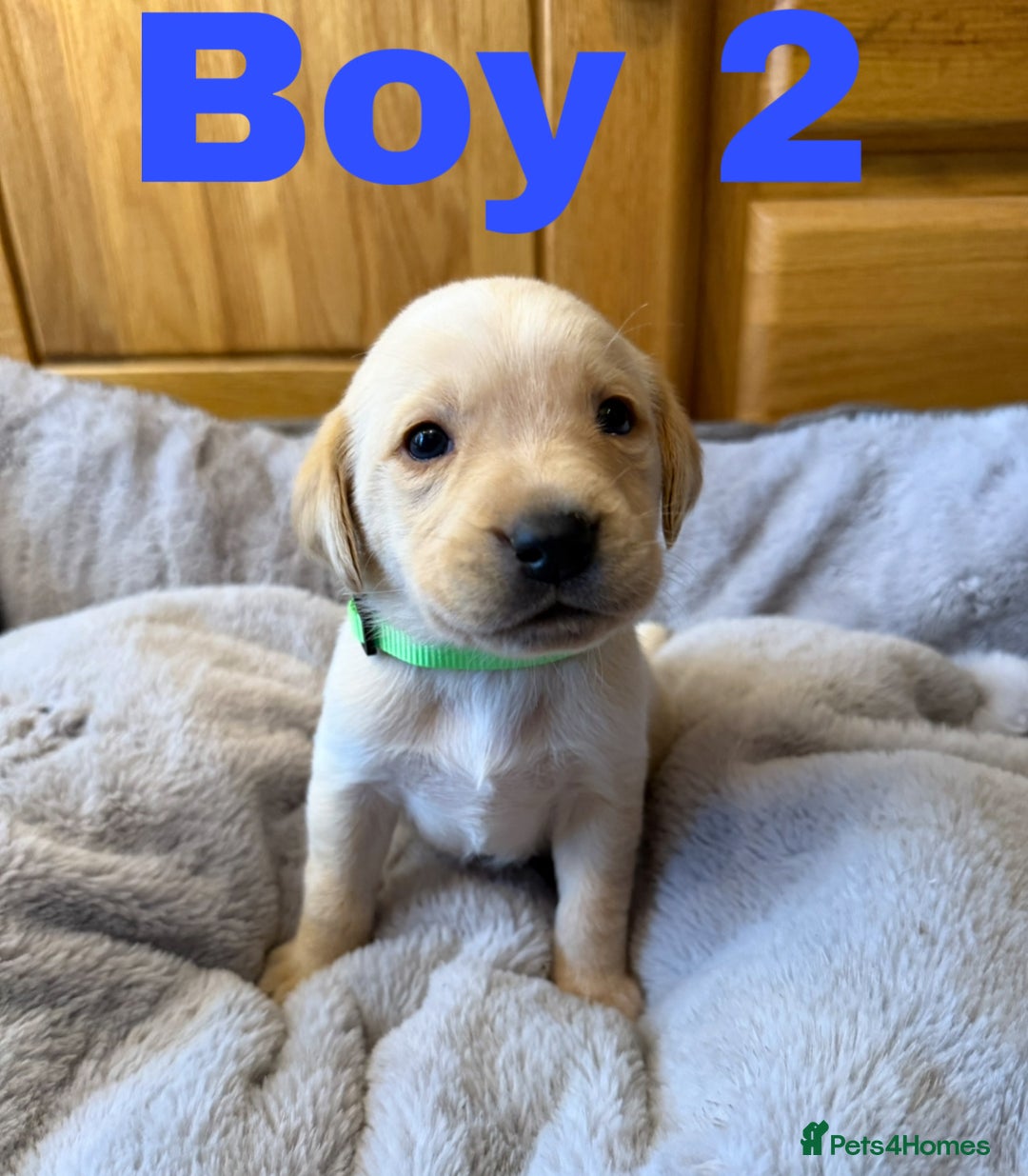 Labrador Retriever dogs for sale: Lovely Purebred Labrador Puppies - Advert 2