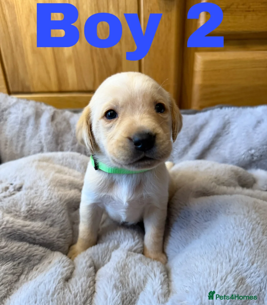 Labrador Retriever dogs for sale: 2 left- Purebred Labrador Puppies - Advert 2