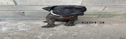Staffordshire Bull Terrier dogs for sale: 9 Staff puppies - Advert 8