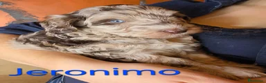 Jeronimo