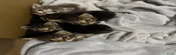 Domestic Shorthair cats for sale: Beautiful kittens  - Advert 8