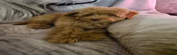 Pomapoo dogs for sale: Fabulous  pomapoo puppies  - Advert 13