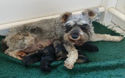 Miniature Schnauzer dogs for sale: Beautiful miniature shnauzers  - Image 1