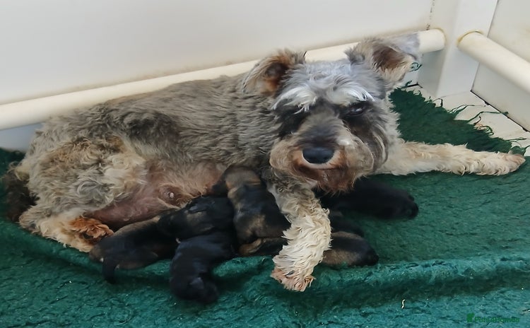 Miniature Schnauzer dogs - Advert 1