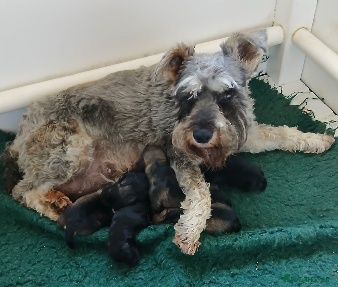 Miniature Schnauzer dogs for sale: Beautiful miniature shnauzers  - Image 1